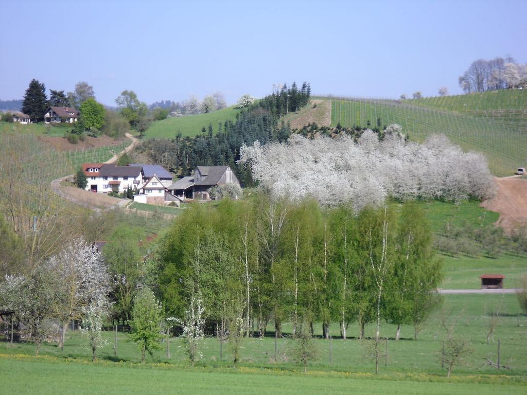 Ferienwohnung Am Weinberg Oberkirch  Exterior foto
